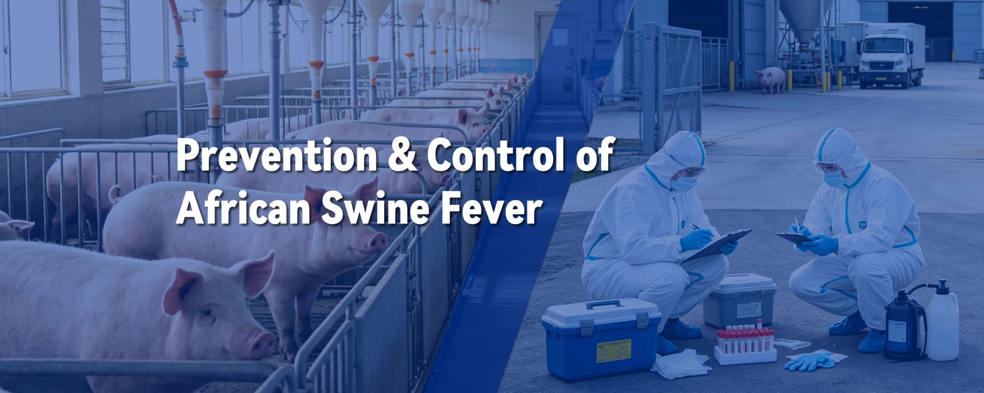 African Swine Fever Prevention and Control Strategies in the Post-Pandemic Era: Dual-Negative Detection, DIVA Application and Real-world Practices