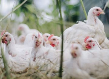 Avian influenza virus test kits and solutions | RINGBIO